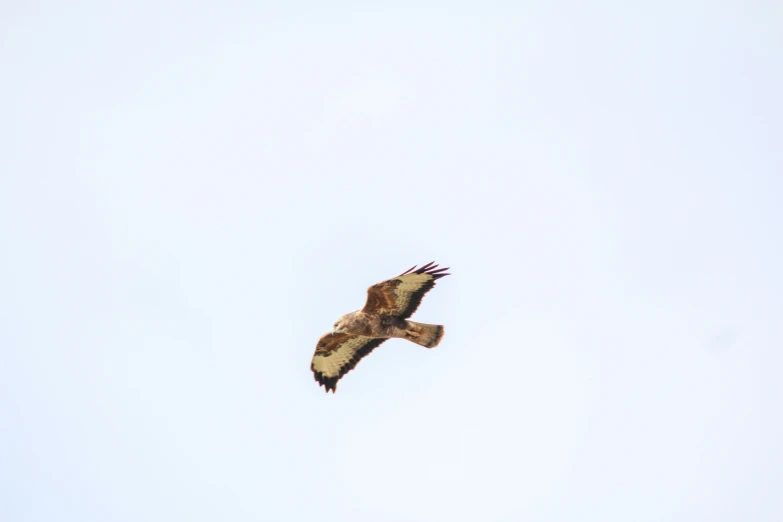 an eagle flying in the sky with its wings spread