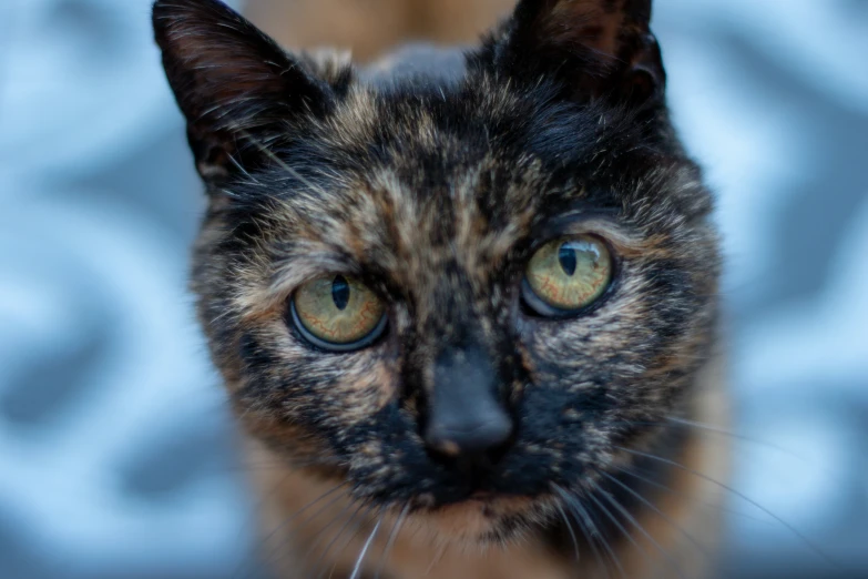 a black brown and white cat looking into the camera