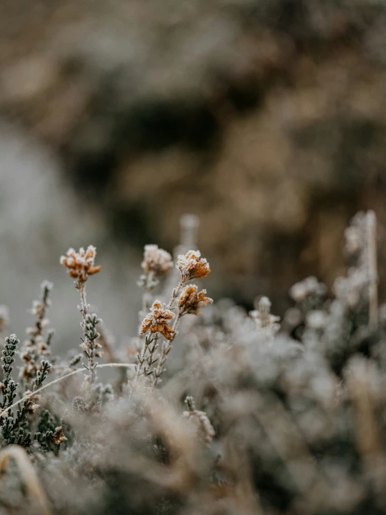 wild flowers in the snow near rocks