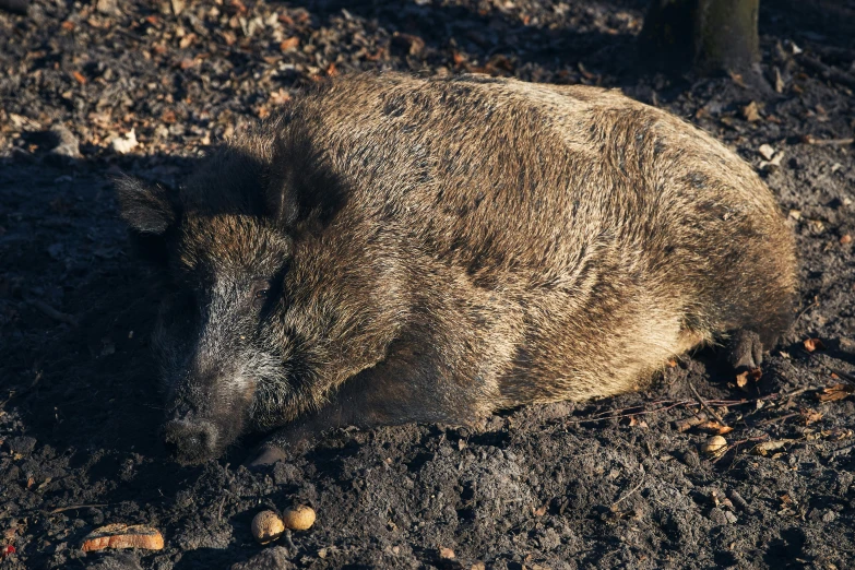 an animal is lying in the ground under some trees