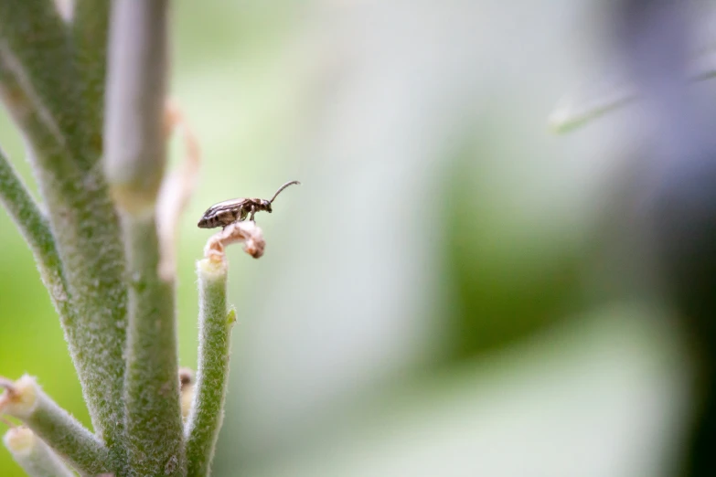 a bug sits on a stem, in front of blurred green background