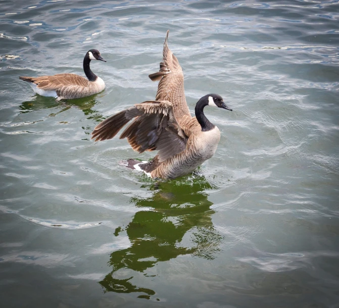 two ducks are swimming on the water