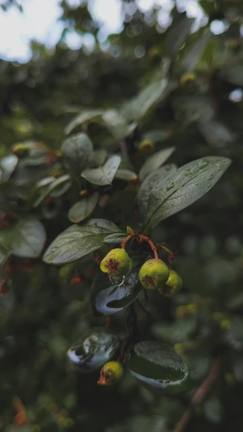 a bush filled with lots of green leaves