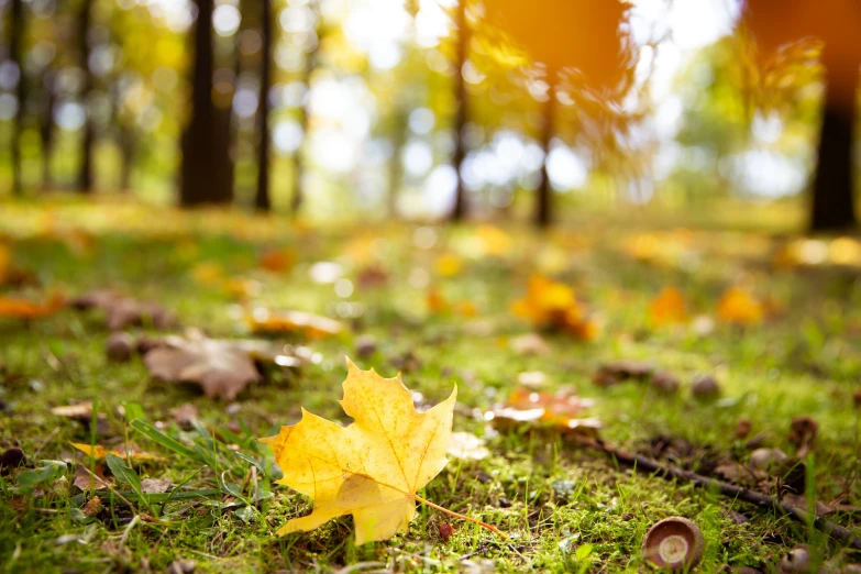 a single leaf sits on a grass covered field