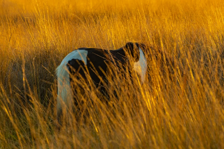 the cow is in tall grass on the side of the field