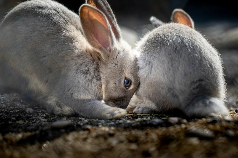 two baby rabbits playing in the dirt outside