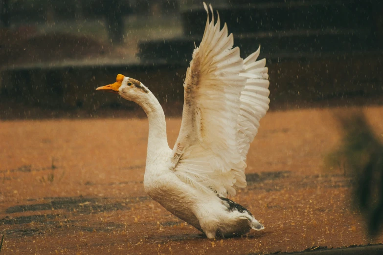 a swan landing on its back legs in the rain