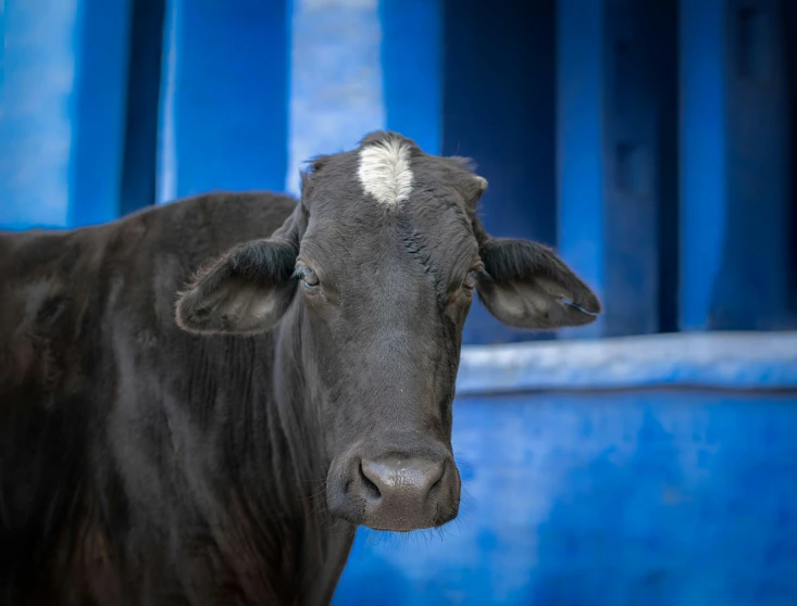 black cow standing in front of blue building with it's eyes open