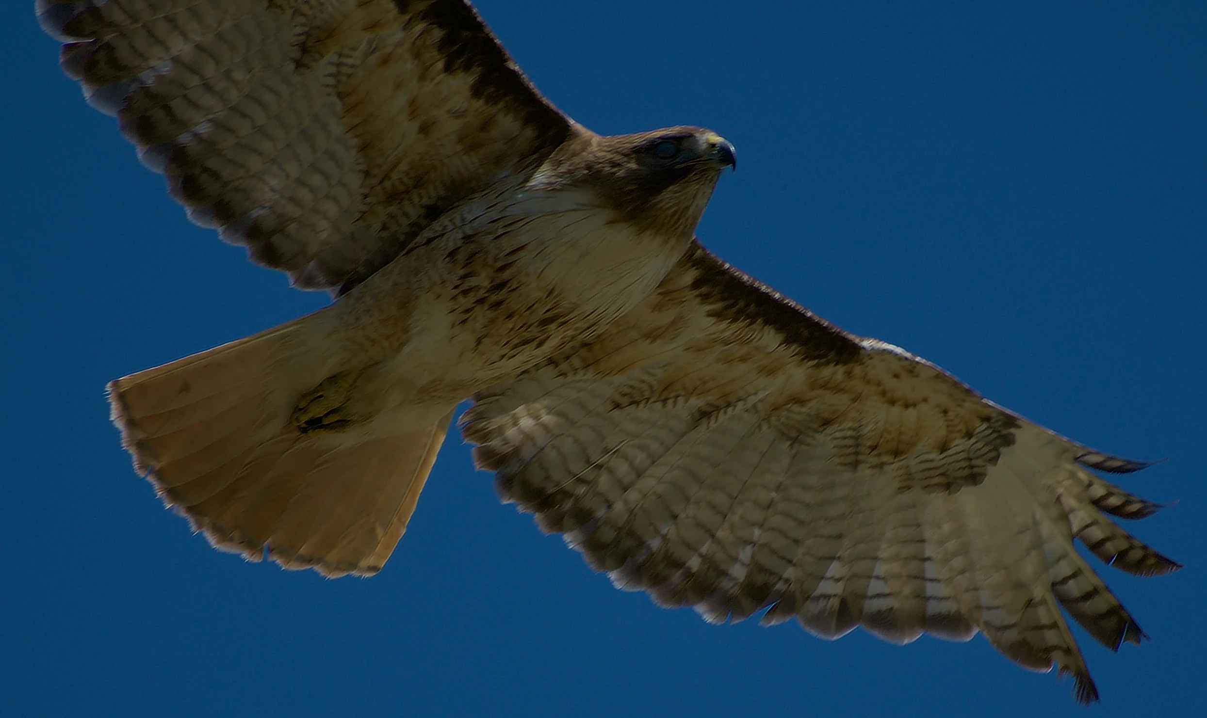 an adult hawk soaring high into the sky