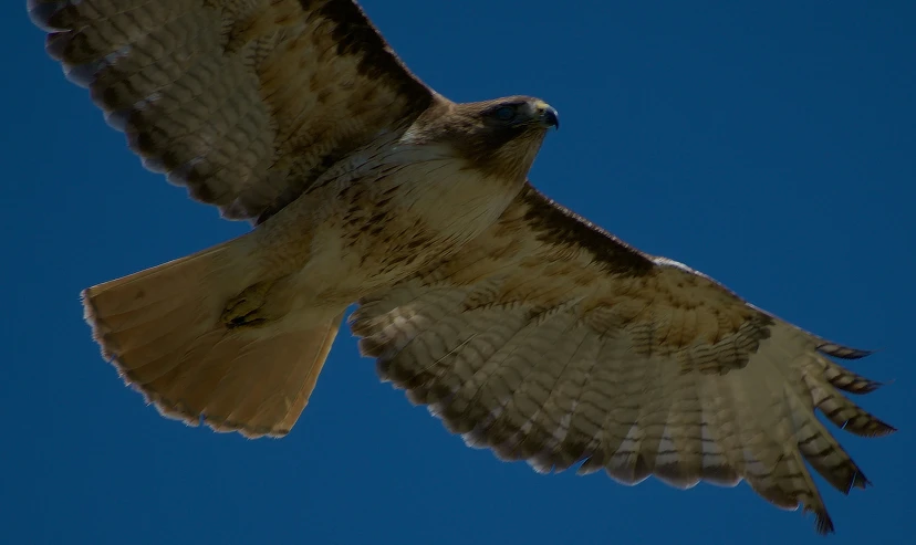 an adult hawk soaring high into the sky
