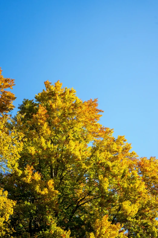 an airplane flies over a tree that is turning yellow