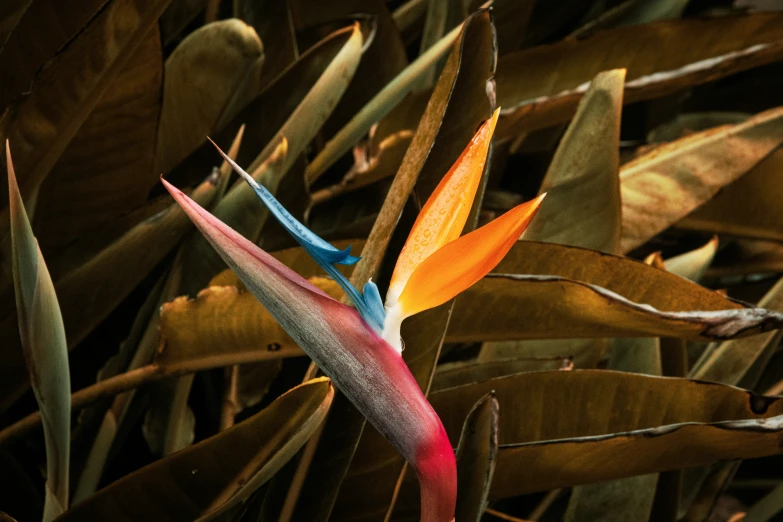 a bird of paradise plant with large leaves