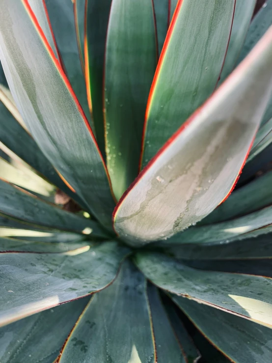 a close up image of the center of an ornamental plant