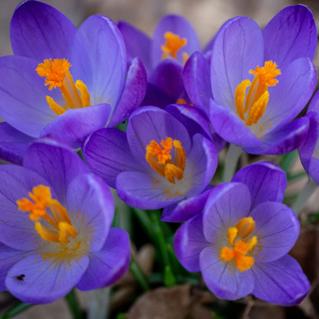 a bouquet of purple flowers with yellow stamens