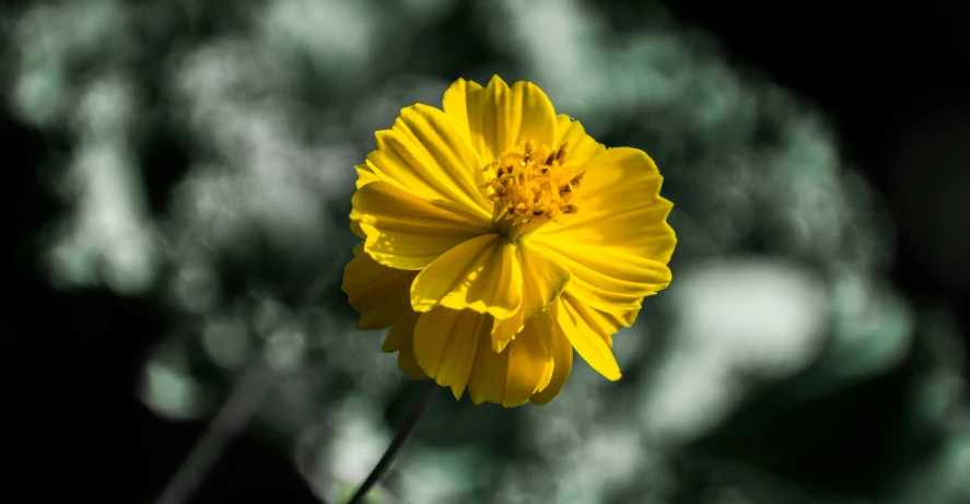 close up view of the center of a yellow flower