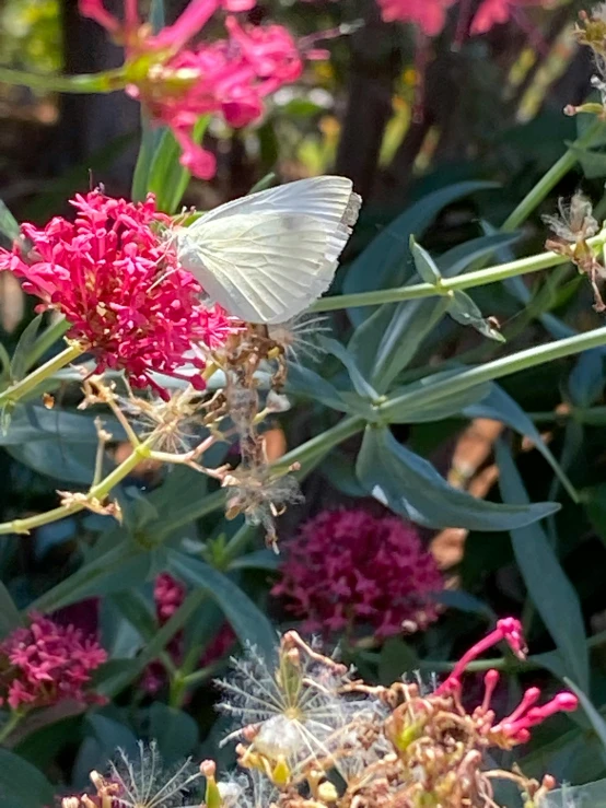 a white erfly sits on top of a flower