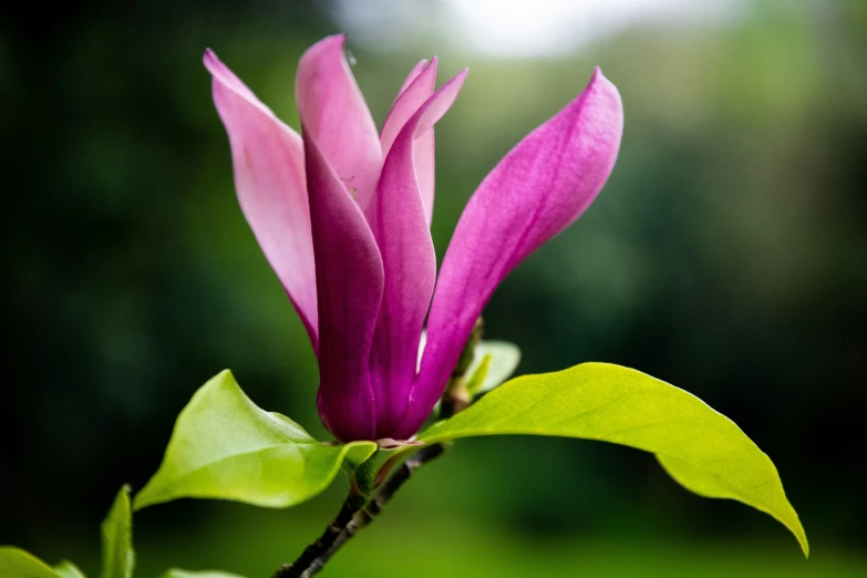 a flower is budding off of a tree nch