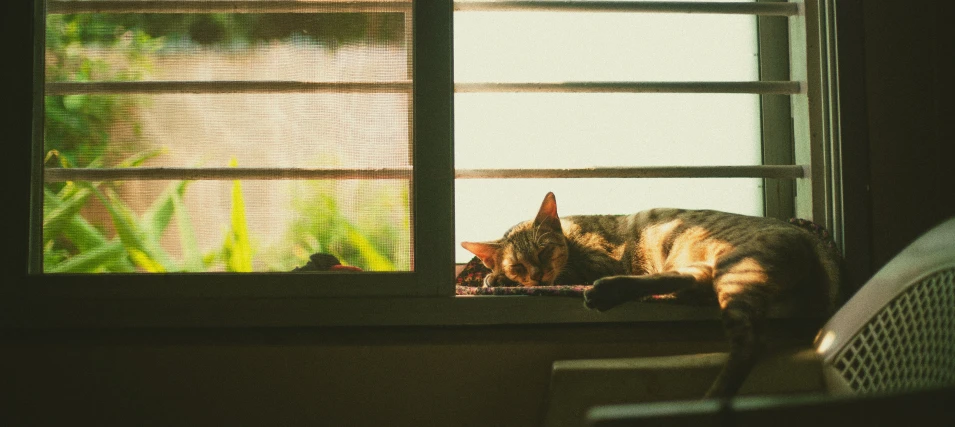 a cat sitting on the windowsill looking out