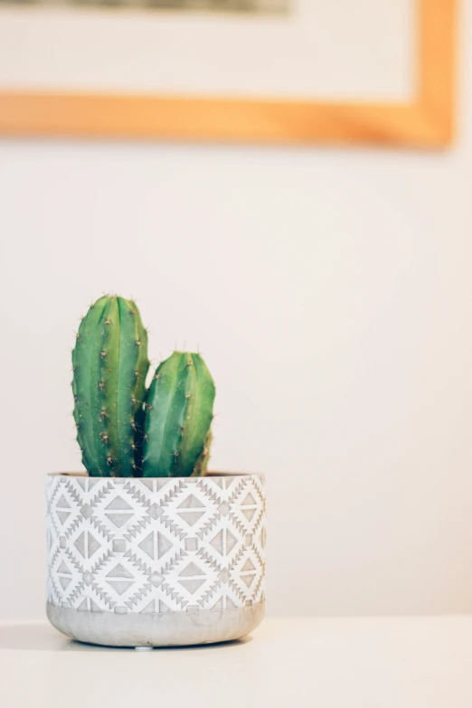 a cactus in a white planter is on a white table