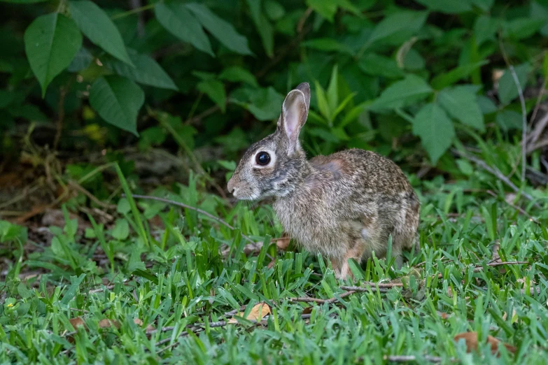 a rabbit in the grass near some bushes