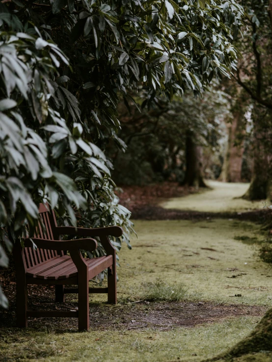 a wooden bench sitting next to a tree