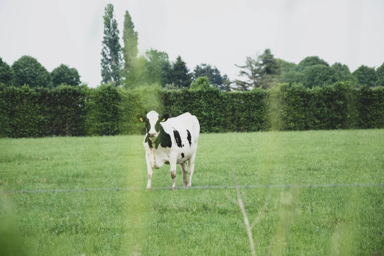 black and white cow grazing in an open field