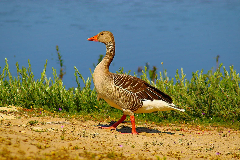 the duck is walking in the dirt by the water