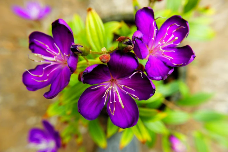 purple flowers with green leaves are arranged in a vase