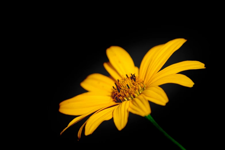 a yellow flower that is blooming on a dark background