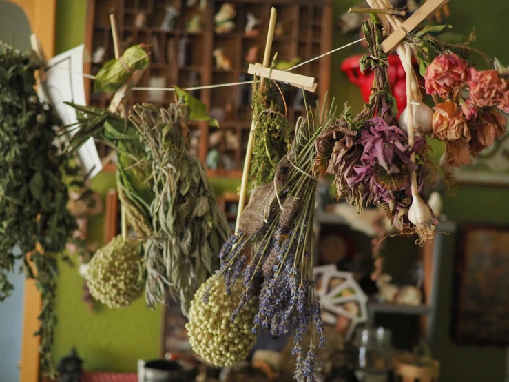 dried plants hanging from hooks in a shop