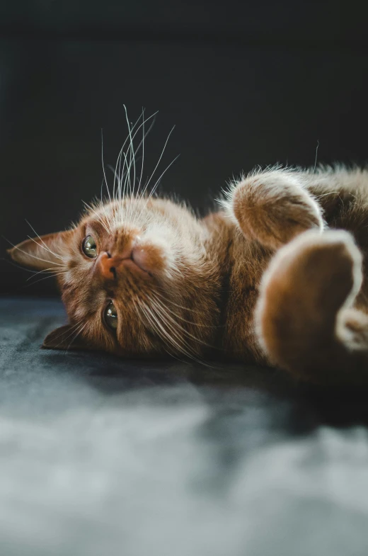 a small brown cat laying down on the floor