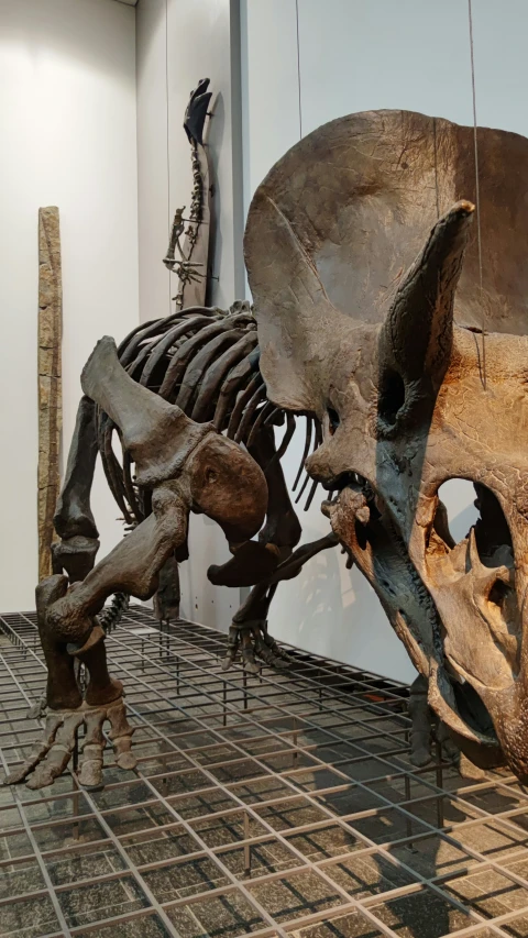 two dinosaur fossiles are on the floor in a museum