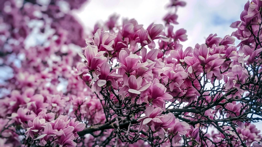 a tree is in full bloom, and the nches are pink