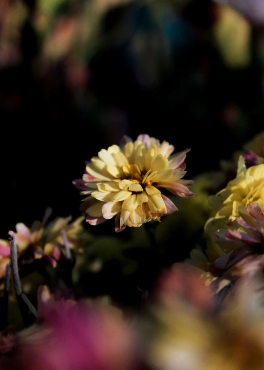 a flower that is yellow and red