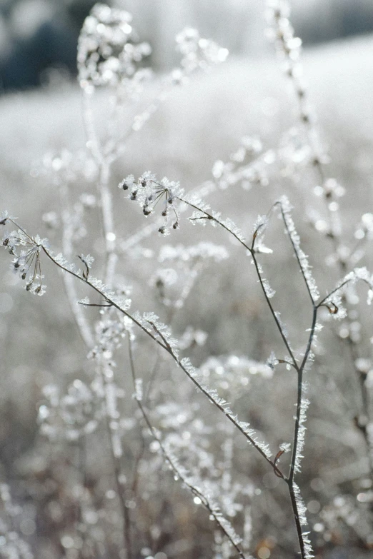 frosted plant in front of a snowy field