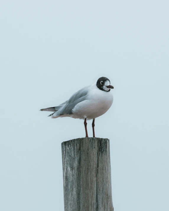 a bird sitting on top of a wooden post