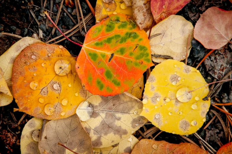 a group of leaves that are sitting on the ground