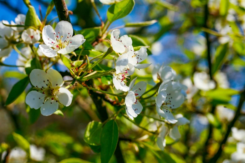 the beautiful flowers are blooming in the daytime