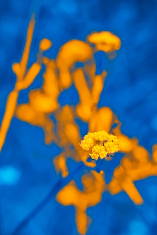 some orange flowers sitting in the middle of a blue background