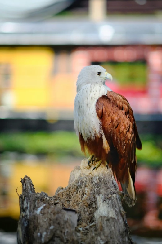 a brown and white bird sitting on a tree stump