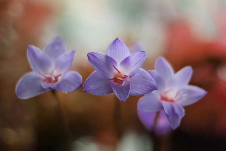 flowers that are purple and pink in some kind of po