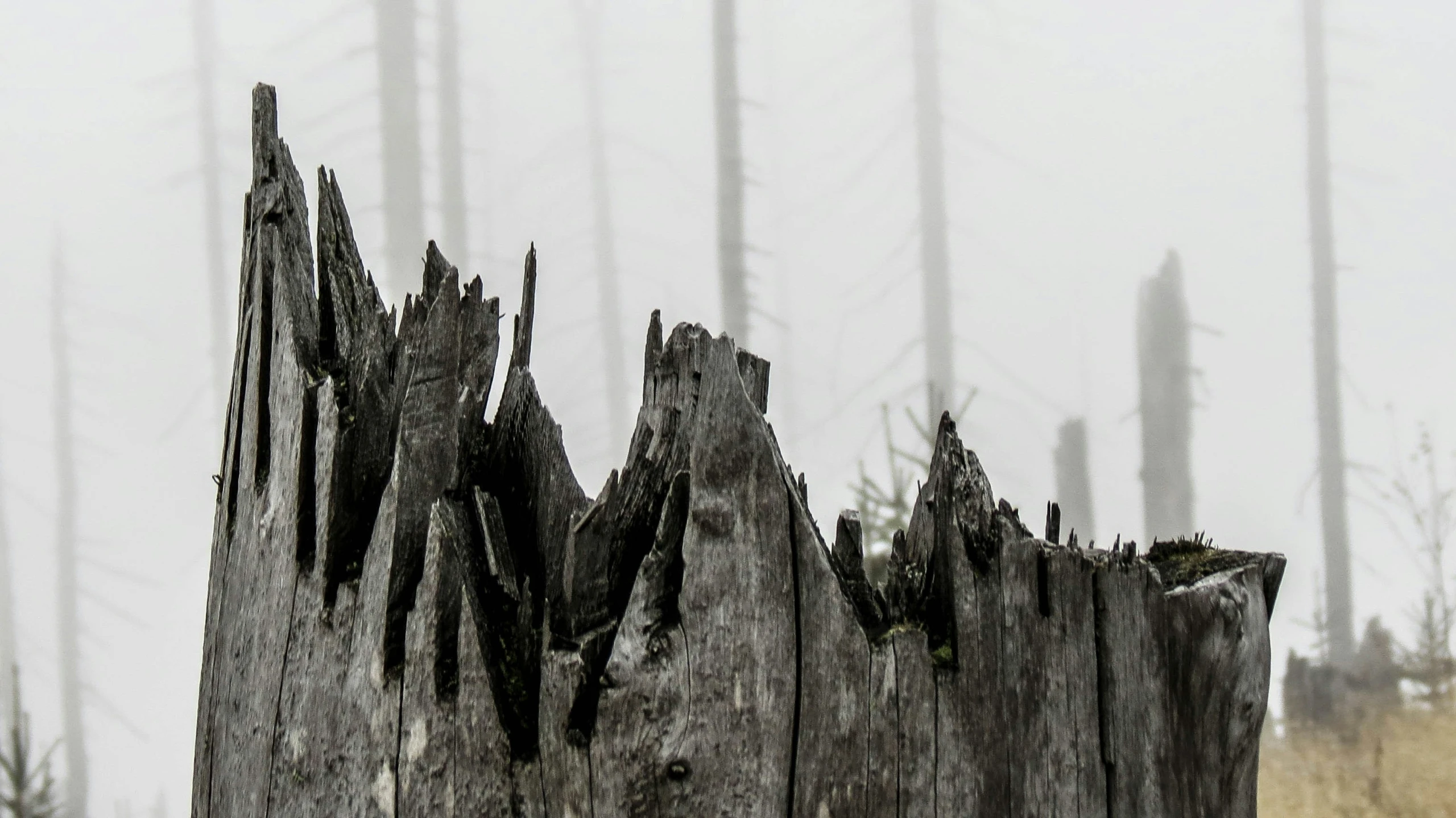 the bird is sitting on top of the broken tree stump