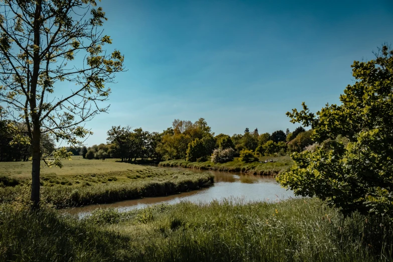 the trees are close to a small river