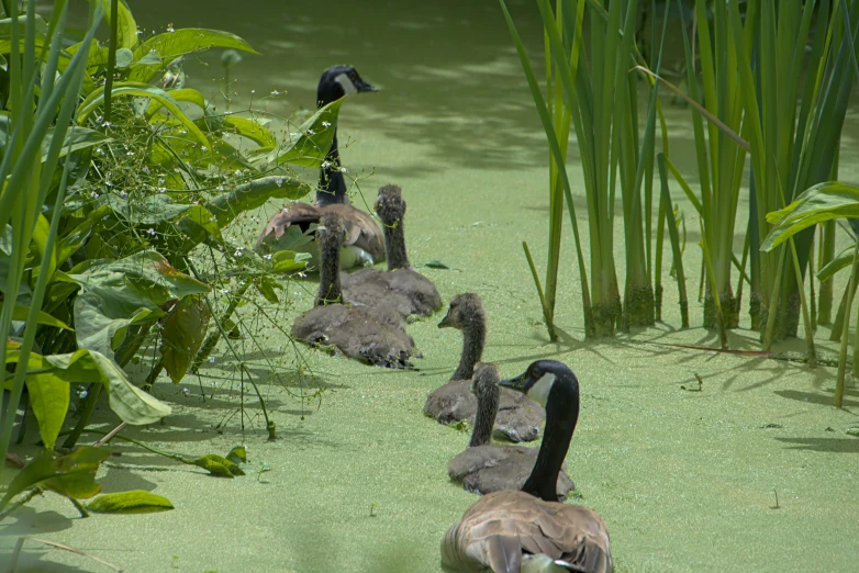 four geese walking down a grassy and pond covered field