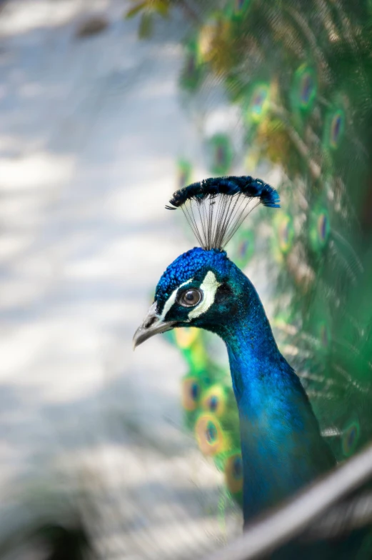 a peacock in front of a colorful wall