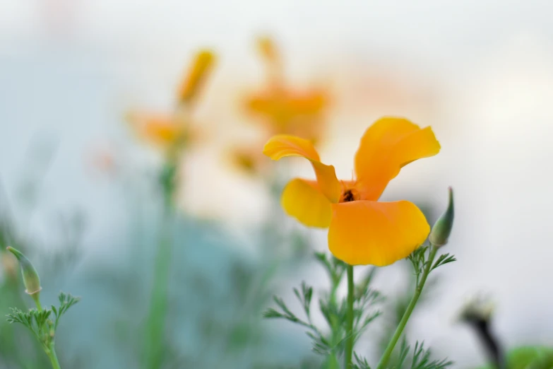 a bunch of small orange flowers on top of a plant