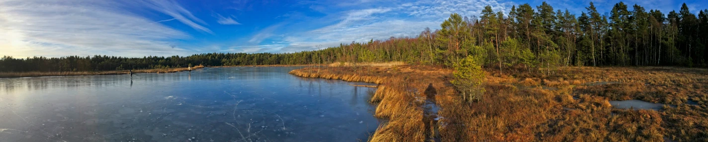 a pond surrounded by tall trees in the distance