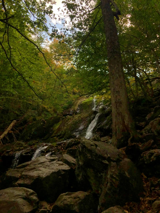 a river flowing into a lush green forest