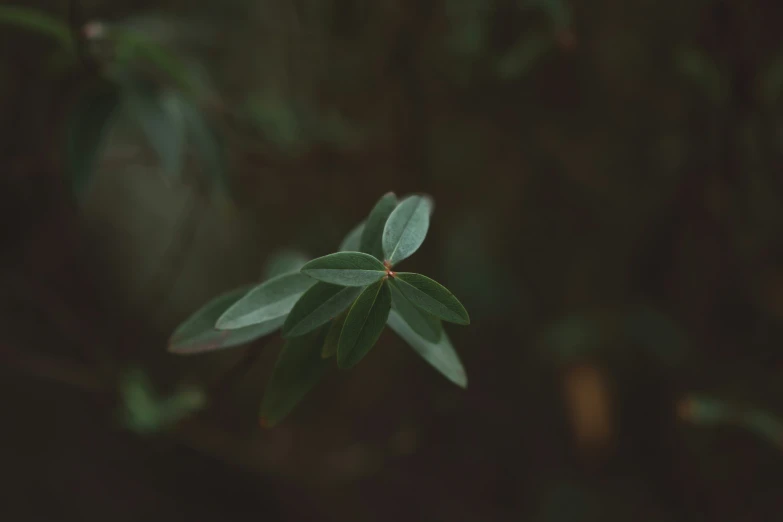 close up of a leaf of some sort