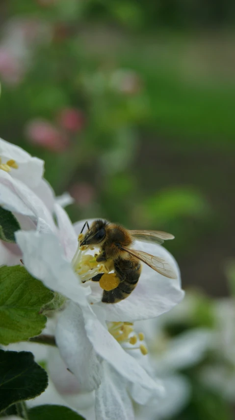 a close - up view of a bee sitting on the flower